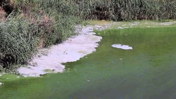 Schaum Aus Chemischen Elementen Auf Der Oberfläche Des Reservoirs Vor — Stockvideo