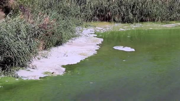 Bakteriyel Enfeksiyon Baraj Gölünün Yüzeyinde Kimyasal Elementler Dan Köpük — Stok video