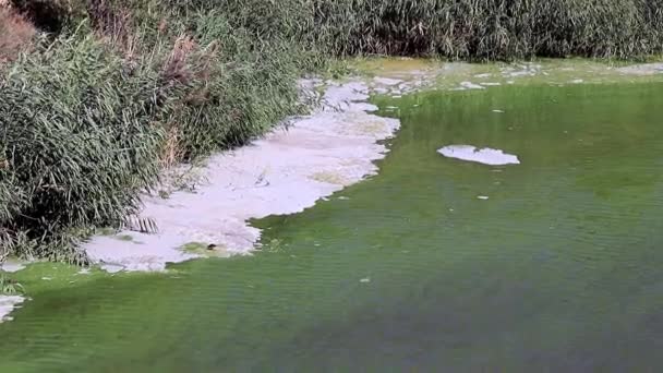 Schaum Aus Chemischen Elementen Auf Der Oberfläche Des Reservoirs Vor — Stockvideo