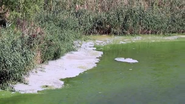 Bakteriyel Enfeksiyon Baraj Gölünün Yüzeyinde Kimyasal Elementler Dan Köpük — Stok video
