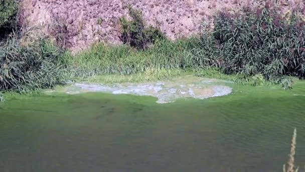 Schaum Aus Chemischen Elementen Auf Der Oberfläche Des Reservoirs Vor — Stockvideo