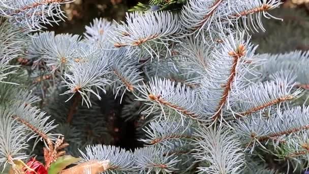 Speelgoed Takken Van Een Kerstboom Als Vakantie Decoratie — Stockvideo