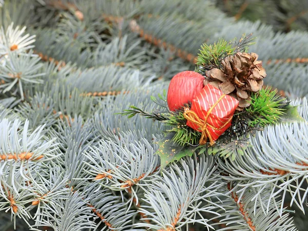 Décorations Noël Sur Les Branches Une Belle Épinette Vivante Prévision — Photo