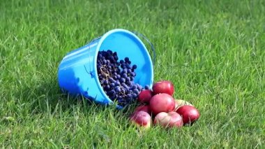 Olgun üzüm ve yeşil çim çim üzerinde yalan kırmızı elma ile mavi plastik kova, meyve hasat