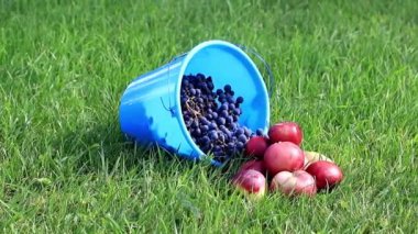 Olgun üzüm ve yeşil çim çim üzerinde yalan kırmızı elma ile mavi plastik kova, meyve hasat