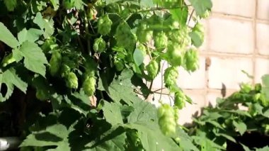 yeşil lahanası kaynaklanıyor ve topaklar bir eski bina duvar genç şerbetçiotu