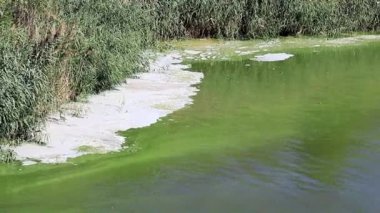 Göl su deposu bir köpük şeklinde yüzeyi bakteriyel enfeksiyon