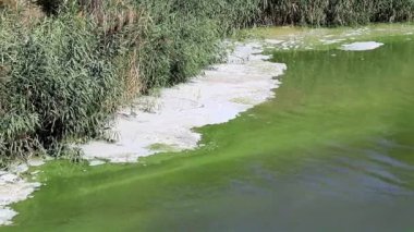 Göl su deposu bir köpük şeklinde yüzeyi bakteriyel enfeksiyon