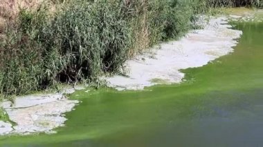 Göl su deposu bir köpük şeklinde yüzeyi bakteriyel enfeksiyon