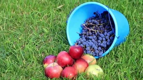 Cubo Plástico Azul Con Uvas Maduras Manzanas Rojas Encuentra Césped — Vídeo de stock