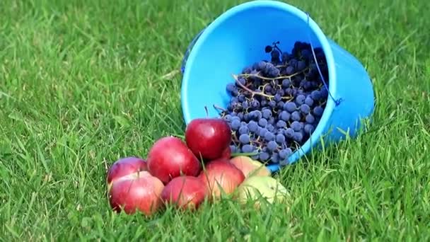 蓝色塑料桶与成熟葡萄和红色苹果位于绿色草坪草坪 果子收获 — 图库视频影像