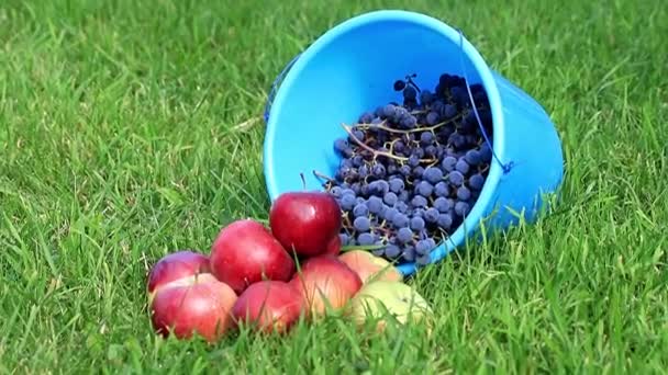 熟したブドウと緑の芝生の芝生の上に赤いリンゴある青いプラスチック製のバケツ フルーツの収穫します — ストック動画