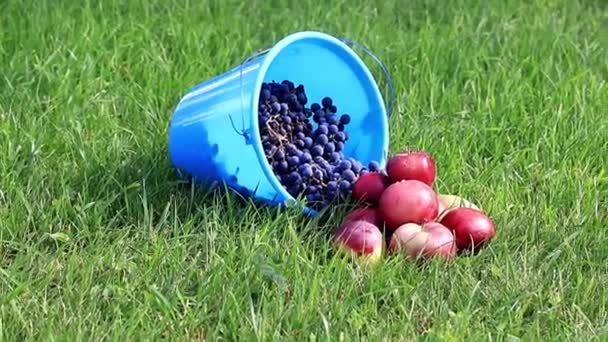 Блакитне Пластикове Відро Стиглим Виноградом Червоними Яблуками Лежить Зеленому Газоні — стокове відео