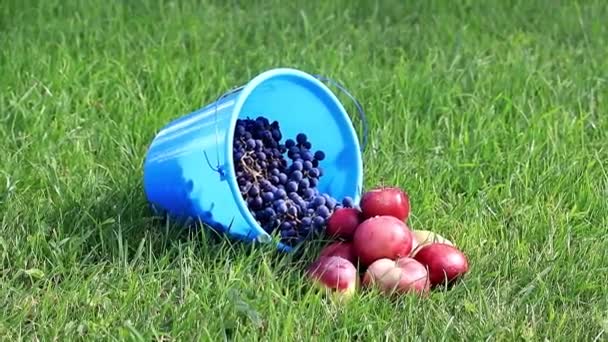 Cubo Plástico Azul Con Uvas Maduras Manzanas Rojas Encuentra Césped — Vídeos de Stock