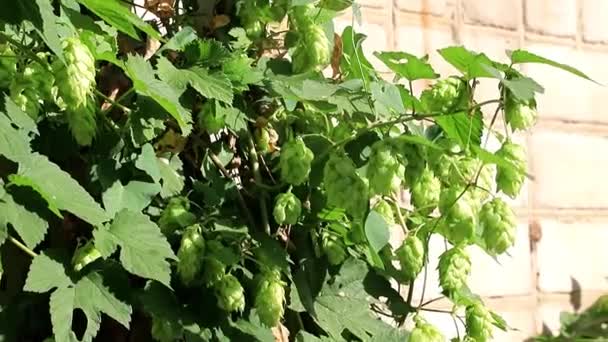 Brotes Verdes Tallos Bultos Lúpulo Joven Una Antigua Pared Del — Vídeos de Stock