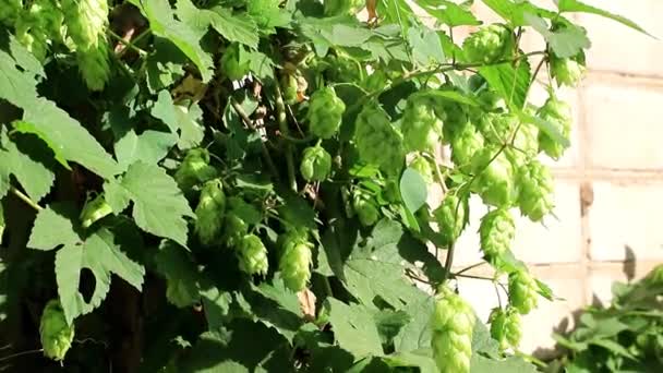 Groene Spruiten Van Stengels Klontjes Van Jonge Hop Een Oude — Stockvideo