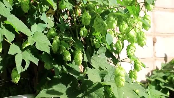 Brotes Verdes Tallos Bultos Lúpulo Joven Una Antigua Pared Del — Vídeos de Stock