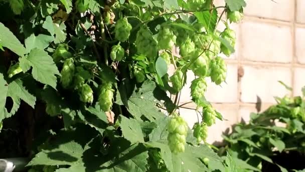 老建筑墙上的茎和幼啤酒花块的绿芽 — 图库视频影像