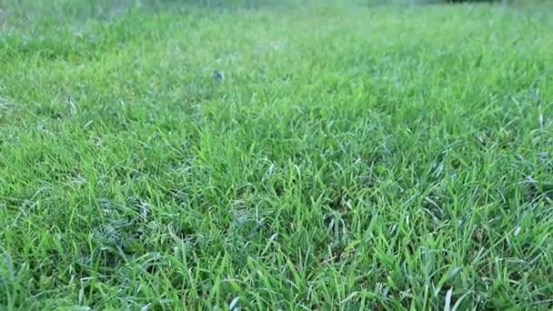 Belle Pelouse Verte Fraîche Sur Une Prairie Une Maison Campagne — Video