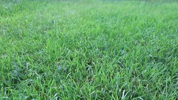 Belle Pelouse Verte Fraîche Sur Une Prairie Une Maison Campagne — Video