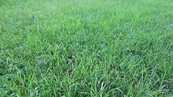 Belle Pelouse Verte Fraîche Sur Une Prairie Une Maison Campagne — Video