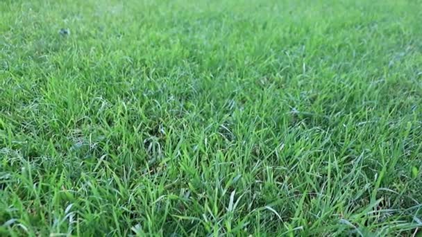 Belle Pelouse Verte Fraîche Sur Une Prairie Une Maison Campagne — Video