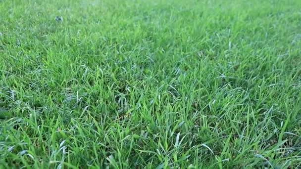 Belle Pelouse Verte Fraîche Sur Une Prairie Une Maison Campagne — Video