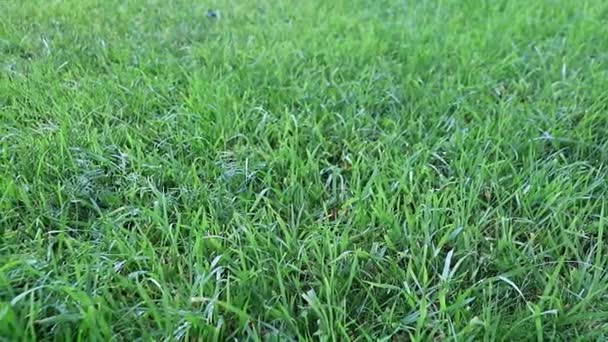 Belle Pelouse Verte Fraîche Sur Une Prairie Une Maison Campagne — Video