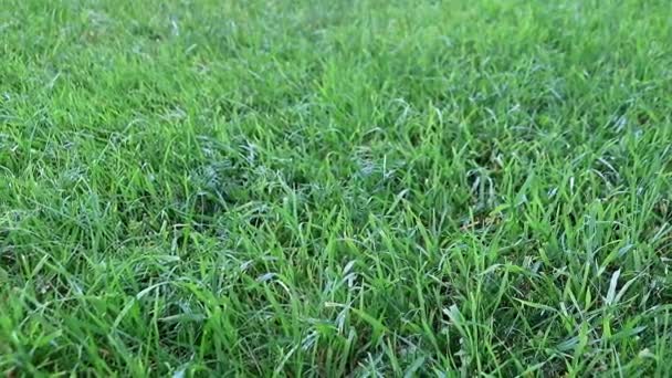 Belle Pelouse Verte Fraîche Sur Une Prairie Une Maison Campagne — Video