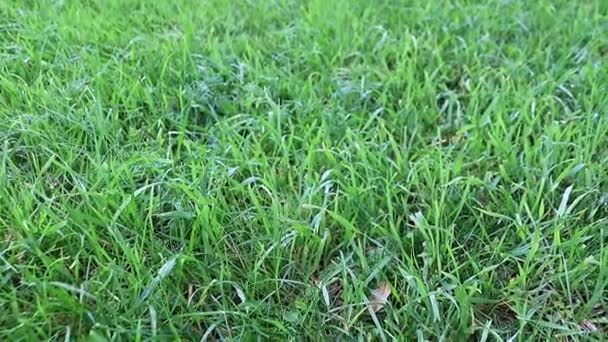 Belle Pelouse Verte Fraîche Sur Une Prairie Une Maison Campagne — Video