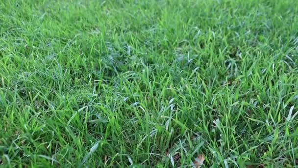 カントリー ハウスの草原の美しい新鮮な緑の芝生芝生 — ストック動画