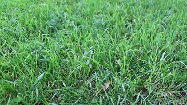 Belle Pelouse Verte Fraîche Sur Une Prairie Une Maison Campagne — Video