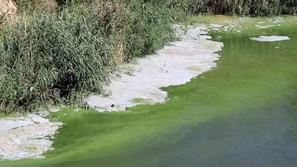 Infecții Bacteriene Suprafața Unui Rezervor Lac Sub Formă Spumă — Videoclip de stoc