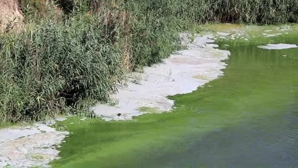 Бактеріальна Інфекція Поверхні Озерного Резервуара Вигляді Піни — стокове відео