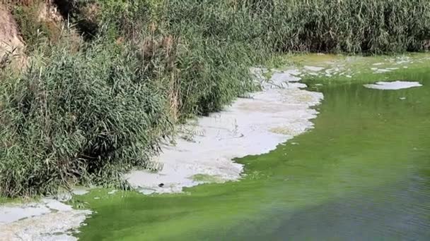 Infeksi Bakteri Permukaan Waduk Danau Dalam Bentuk Busa — Stok Video