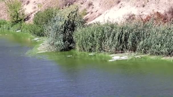 泡の形で湖貯水池の表面に細菌感染症 — ストック動画