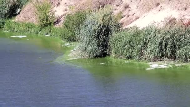 Bacterial Infection Surface Lake Reservoir Form Foam — Stock Video