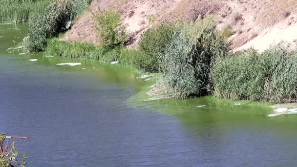 Infecții Bacteriene Suprafața Unui Rezervor Lac Sub Formă Spumă — Videoclip de stoc