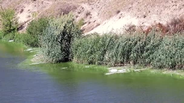 Bacteriële Infectie Het Oppervlak Van Een Reservoir Van Het Meer — Stockvideo