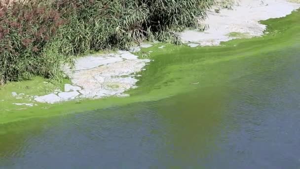 Бактериальная Инфекция Поверхности Озера Водохранилища Виде Пены — стоковое видео