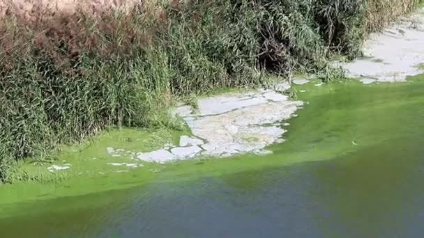 Infección Bacteriana Superficie Embalse Lago Forma Espuma — Vídeo de stock