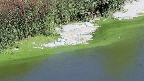 Bakterielle Infektion Auf Der Oberfläche Eines Stausees Form Eines Schaums — Stockvideo