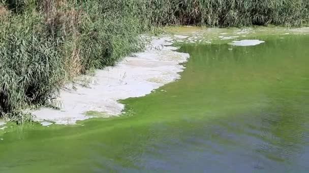 Infección Bacteriana Superficie Embalse Lago Forma Espuma — Vídeo de stock