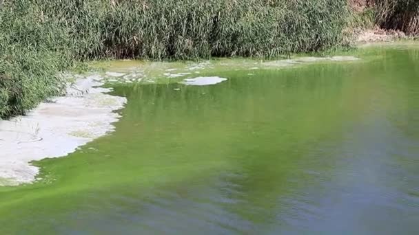 Bacteriële Infectie Het Oppervlak Van Een Reservoir Van Het Meer — Stockvideo