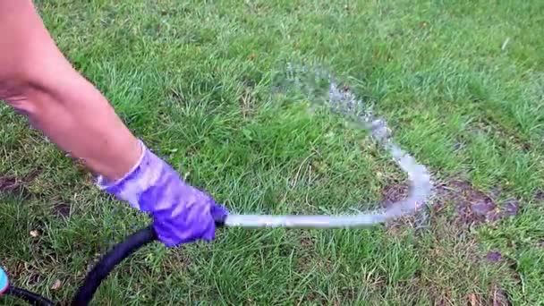 Streuen Von Frischem Grasgrünem Rasen Mit Einem Starken Wasserstrahl — Stockvideo