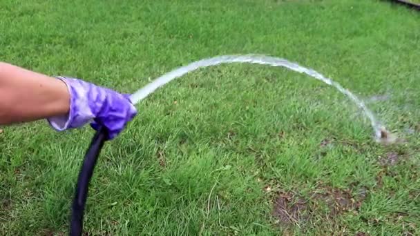 Streuen Von Frischem Grasgrünem Rasen Mit Einem Starken Wasserstrahl — Stockvideo