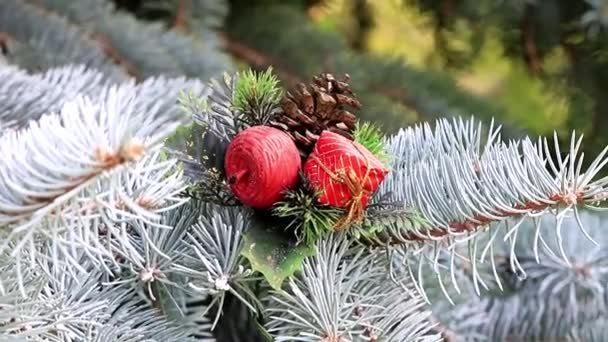 Christmas Speelgoed Takken Van Een Levende Boom Pine Als Vakantie — Stockvideo