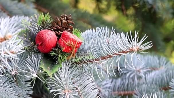 休日の装飾としてクリスマスおもちゃ生活の枝に松の木 — ストック動画