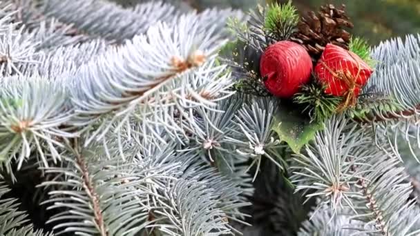 Boże Narodzenie Zabawki Gałęziach Życia Drzewo Sosnowe Jako Dekoracje Świąteczne — Wideo stockowe