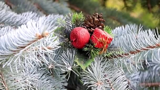 Jul Leksaker Grenarna Levande Tall Träd Som Holiday Dekoration — Stockvideo